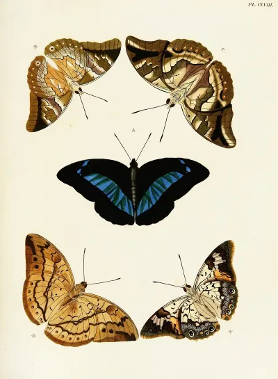Foreign Butterflies Occurring In The Three Continents Asia Africa And America Pl 405