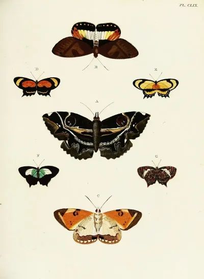 Foreign Butterflies Occurring In The Three Continents Asia Africa And America Pl 406