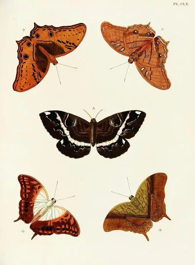 Foreign Butterflies Occurring In The Three Continents Asia Africa And America Pl 407