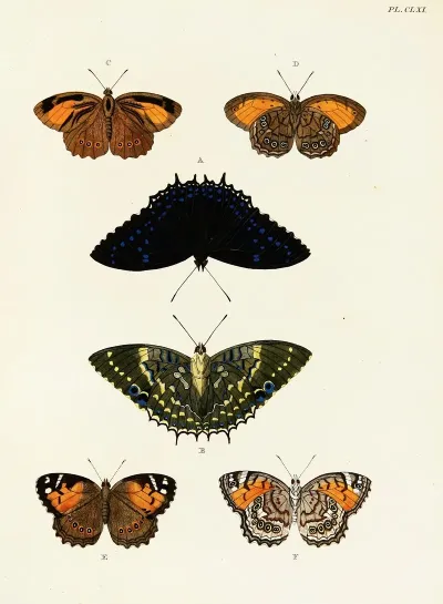 Foreign Butterflies Occurring In The Three Continents Asia Africa And America Pl 408