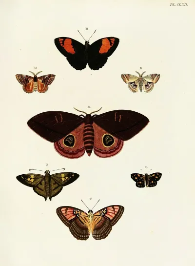 Foreign Butterflies Occurring In The Three Continents Asia Africa And America Pl 409