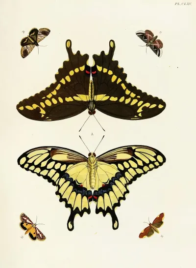 Foreign Butterflies Occurring In The Three Continents Asia Africa And America Pl 412