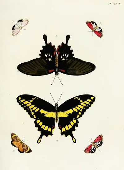 Foreign Butterflies Occurring In The Three Continents Asia Africa And America Pl 413