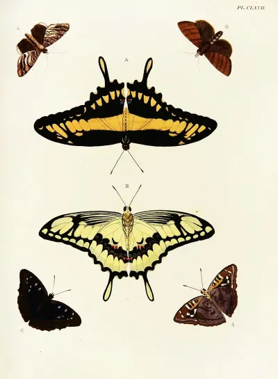 Foreign Butterflies Occurring In The Three Continents Asia Africa And America Pl 414