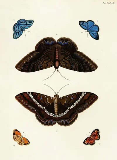 Foreign Butterflies Occurring In The Three Continents Asia Africa And America Pl 416