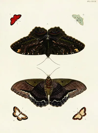Foreign Butterflies Occurring In The Three Continents Asia Africa And America Pl 417