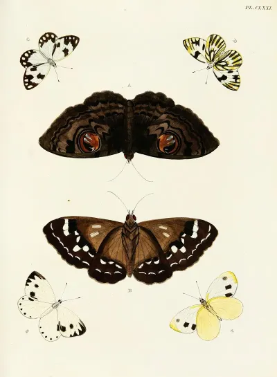 Foreign Butterflies Occurring In The Three Continents Asia Africa And America Pl 418