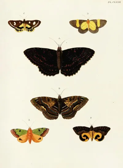 Foreign Butterflies Occurring In The Three Continents Asia Africa And America Pl 419