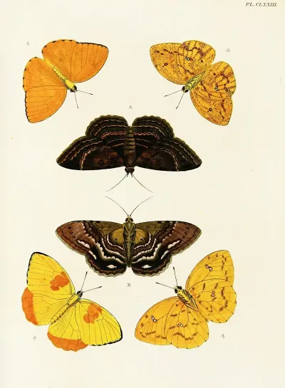 Foreign Butterflies Occurring In The Three Continents Asia Africa And America Pl 420