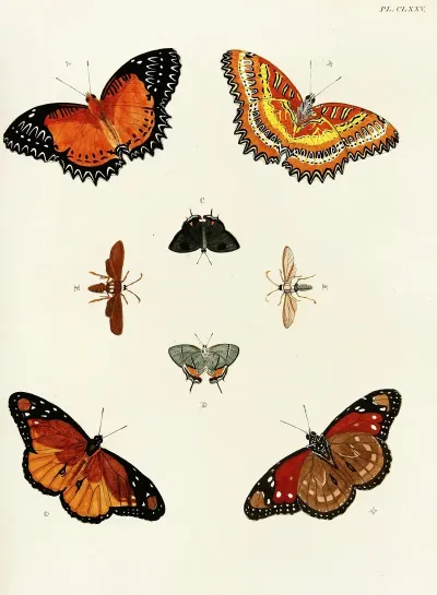 Foreign Butterflies Occurring In The Three Continents Asia Africa And America Pl 422