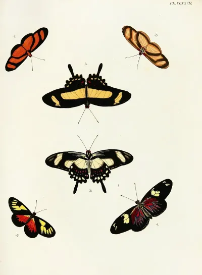 Foreign Butterflies Occurring In The Three Continents Asia Africa And America Pl 424