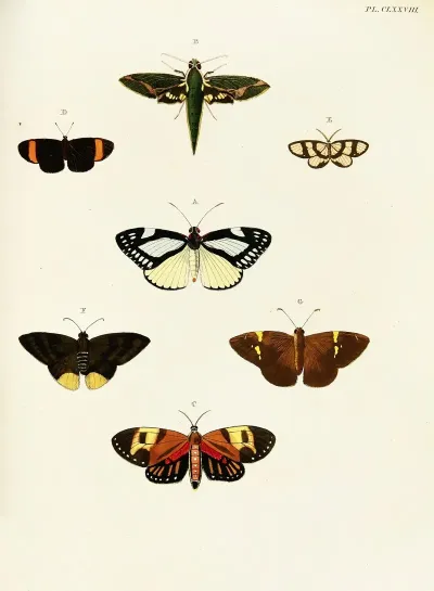 Foreign Butterflies Occurring In The Three Continents Asia Africa And America Pl 425