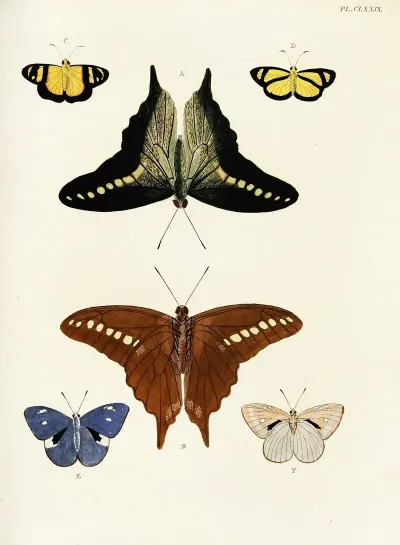 Foreign Butterflies Occurring In The Three Continents Asia Africa And America Pl 426