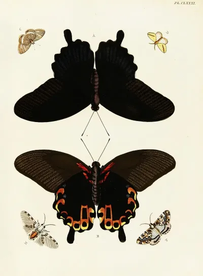 Foreign Butterflies Occurring In The Three Continents Asia Africa And America Pl 428