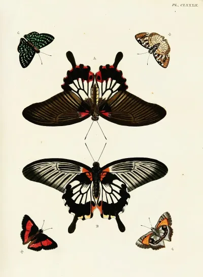 Foreign Butterflies Occurring In The Three Continents Asia Africa And America Pl 429