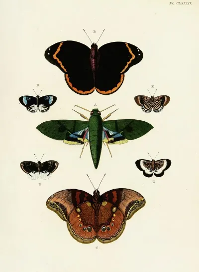 Foreign Butterflies Occurring In The Three Continents Asia Africa And America Pl 431