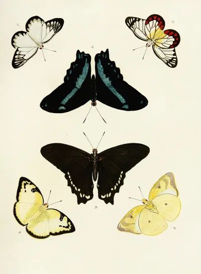 Foreign Butterflies Occurring In The Three Continents Asia Africa And America Pl 434