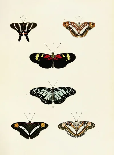 Foreign Butterflies Occurring In The Three Continents Asia Africa And America Pl 435