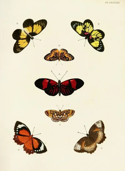 Foreign Butterflies Occurring In The Three Continents Asia Africa And America Pl 436