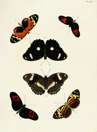Foreign Butterflies Occurring In The Three Continents Asia Africa And America Pl 437