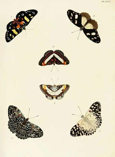 Foreign Butterflies Occurring In The Three Continents Asia Africa And America Pl 439