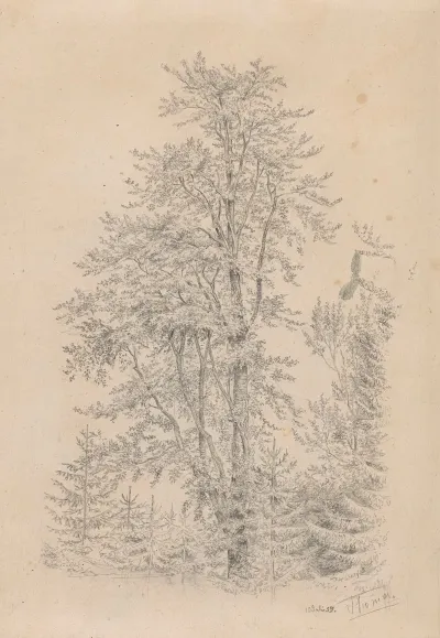 Forest Fragment With A Deciduous Tree In The Foreground