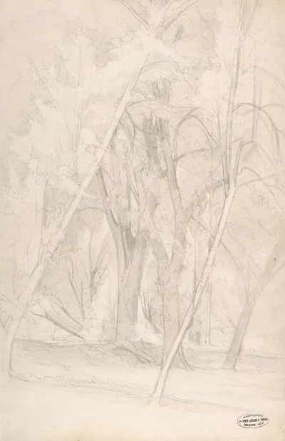 Forest Interior 2