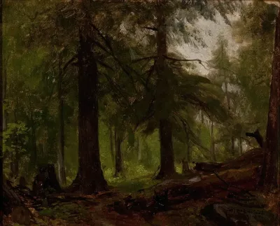 Forest Interior 3