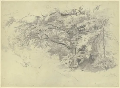 Forest Near Bernried
