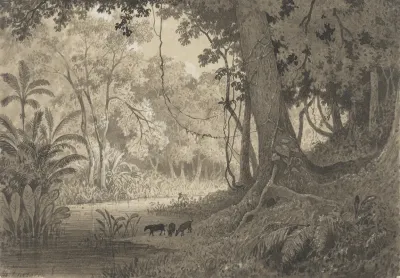 Forest Scenery Near Tamana