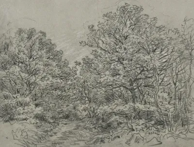 Forest Section 3