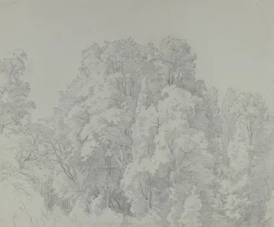 Forest Section 4
