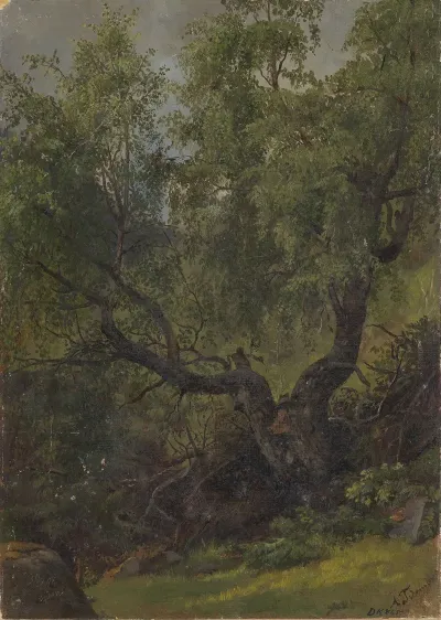 Forest Study From Numedal