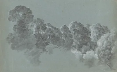 Forest Treetops Struck By Light
