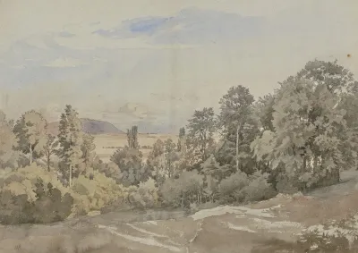 Forest With Distant View