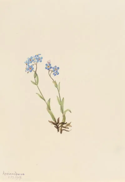 Forget Me Not Myosotis Alpestris