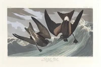 Fork Tail Petrel