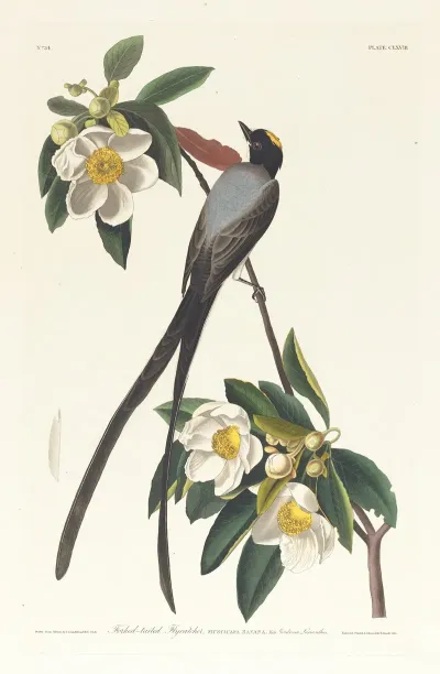 Fork Tailed Flycatcher