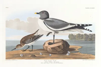 Fork Tailed Gull