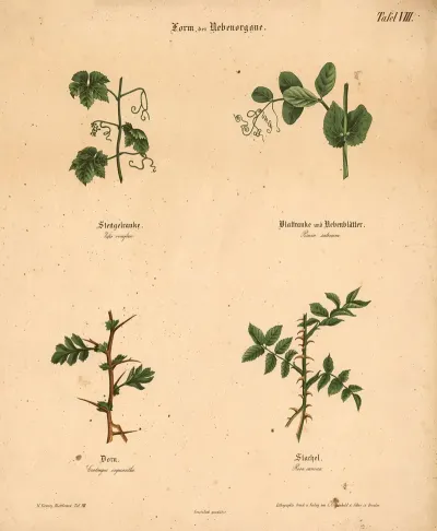Form Der Nebenorgane