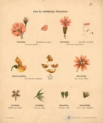 Form Der Vielblattrigen Blumenkrone