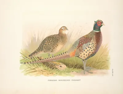 Formosa Ring Necked Pheasant Phasianus Colchicus Formasanus