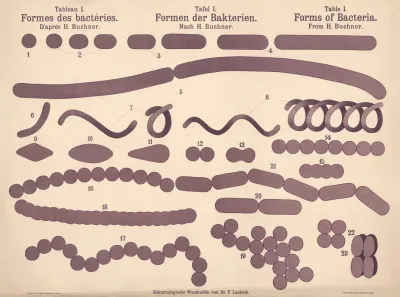 Forms Of Bacteria