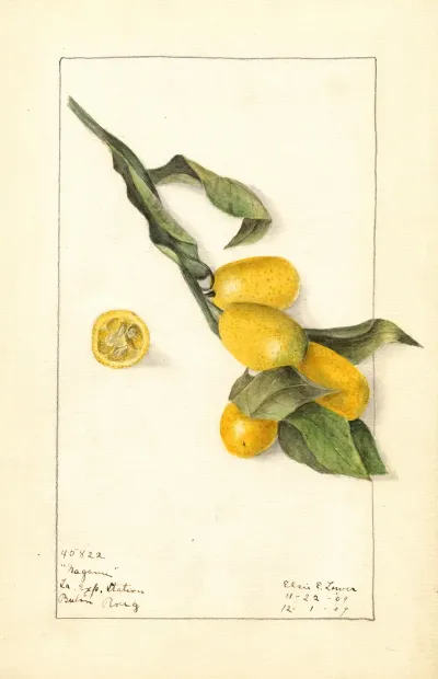 Fortunella Nagami