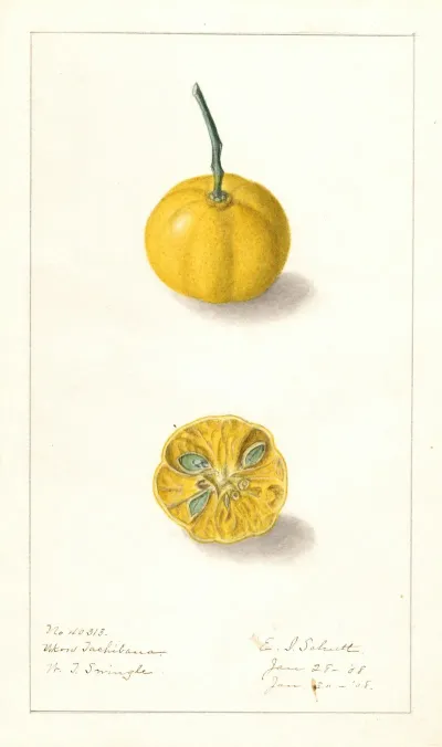 Fortunella Ukow Tachibana