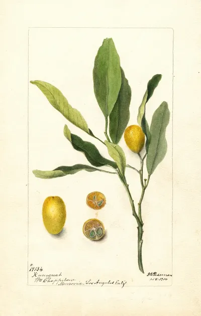 Fortunella
