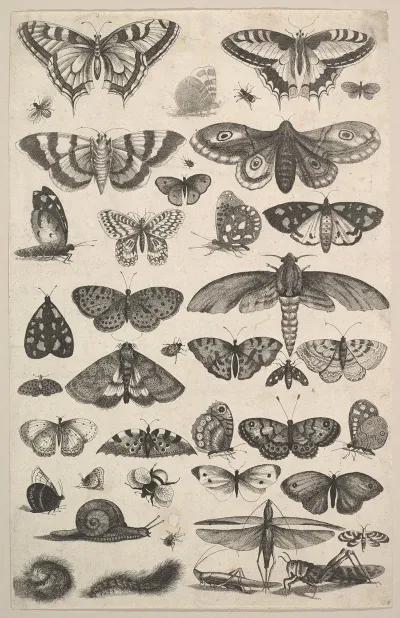 Forty One Insects Including Moths And Butterflies