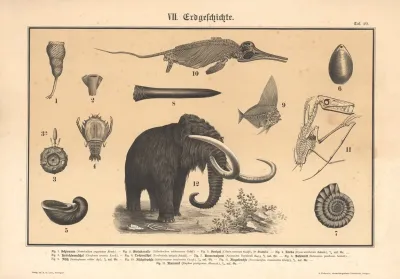 Fossil Animals