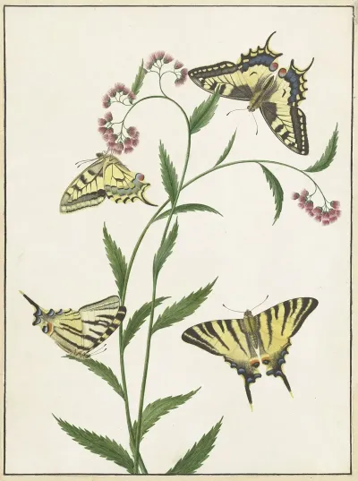Four Butterflies On Flowers