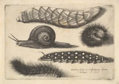 Four Caterpillars And A Snail